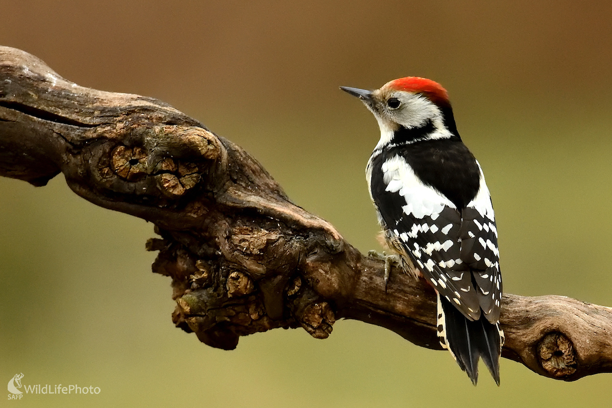 Ďafeľ prostredný (Vladimír Sabo)