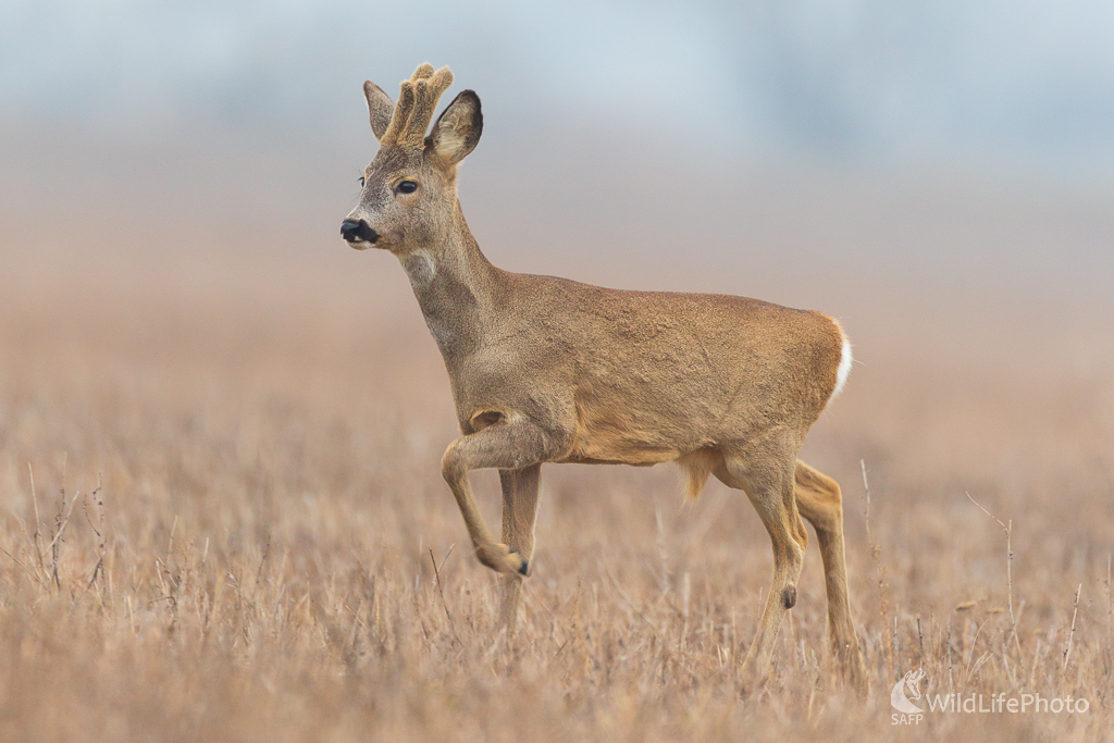 Srnec lesný (Capreolus capreolus) (Jaroslav Praženka)