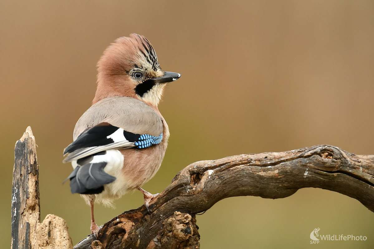 "Pankáč" (Vladimír Sabo)