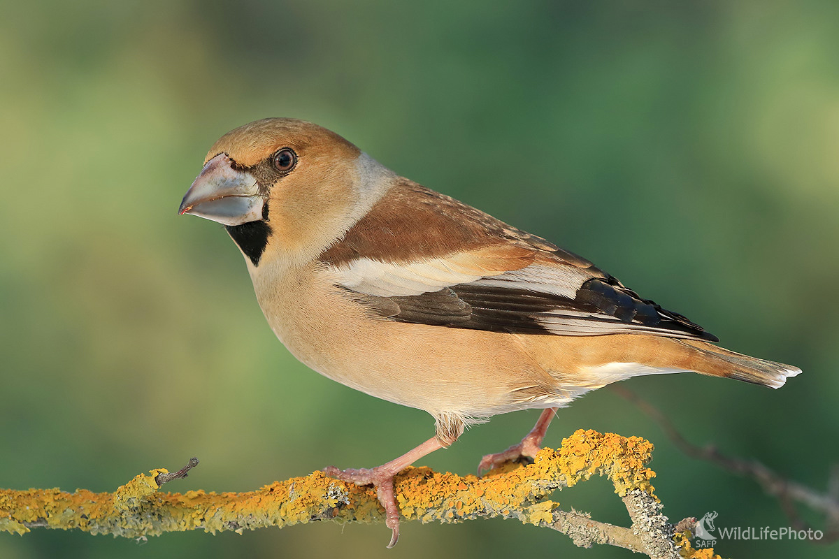 Glezg (Peter Jurík)