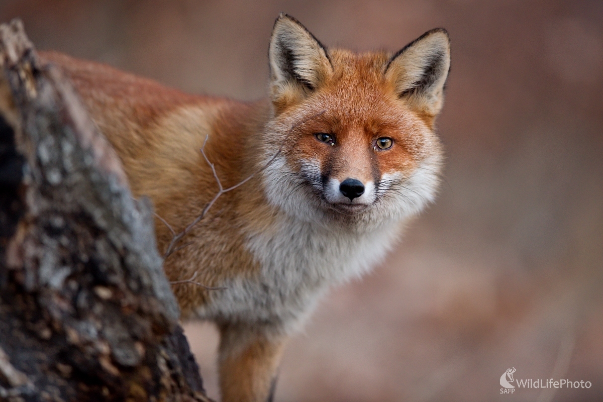 Prekvápko (František Hromada)