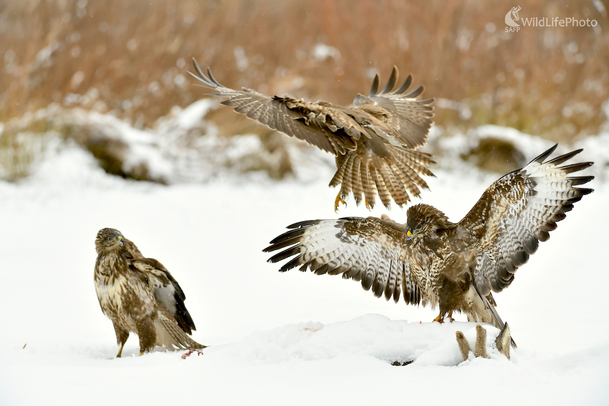 Traja (Vladimír Sabo)