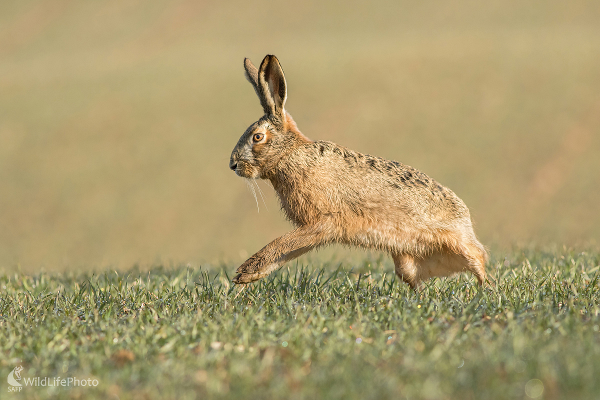 Zajac poľný (Michal Lutonský)