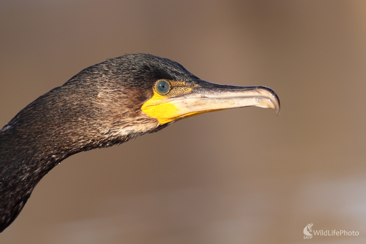 Zvedavec (Jaroslav Šubjak)