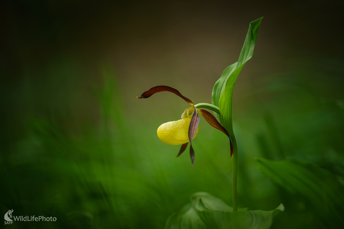 Papučka (Miroslav Ondruš)