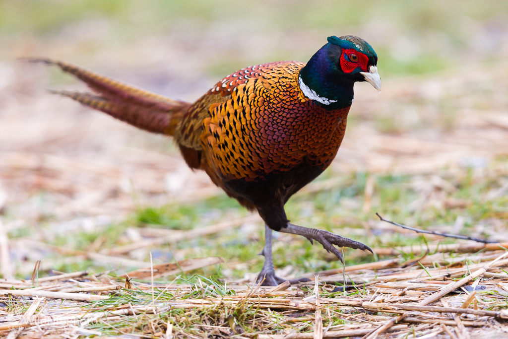 bažant poľný (Phasianus colchicus) (Jaroslav Praženka)