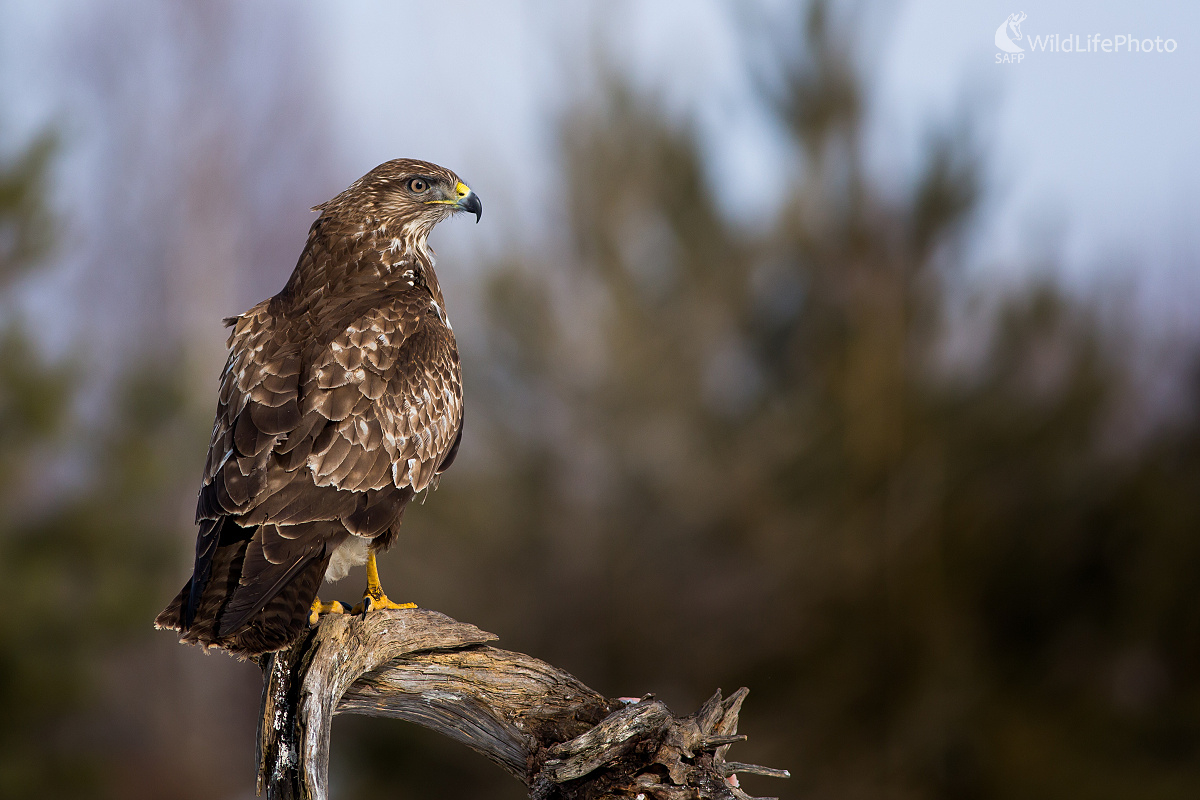 Myšiak lesný (Ladislav Dzivjak)