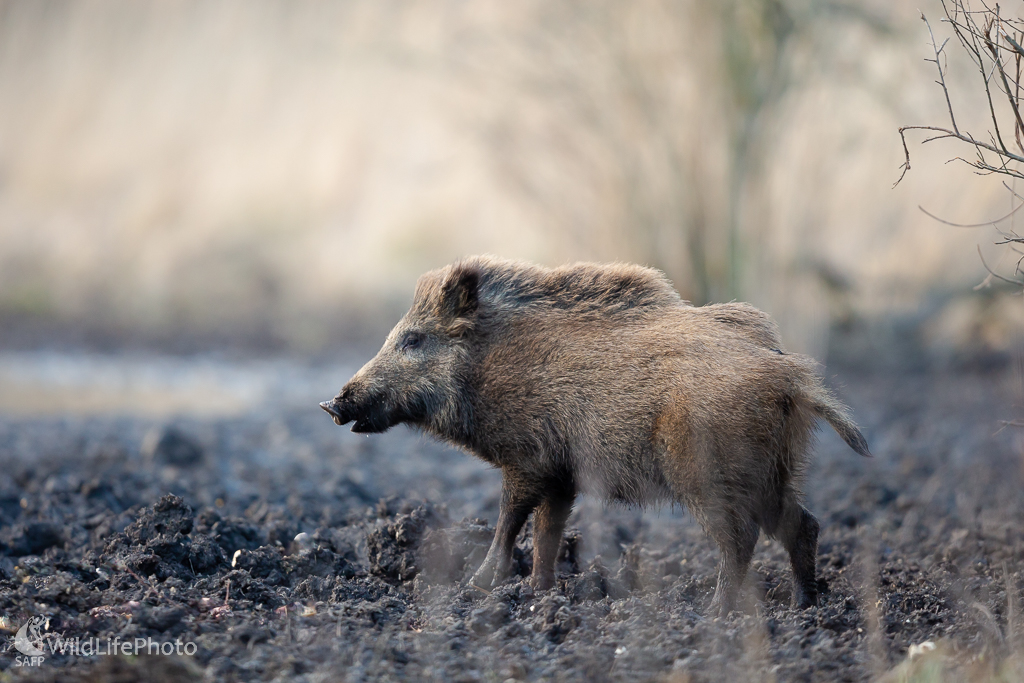 Diviak lesný (Sus scrofa) (Jaroslav Praženka)