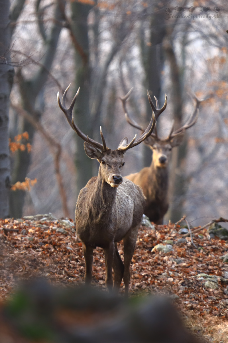 jelene (Martin Vondra)