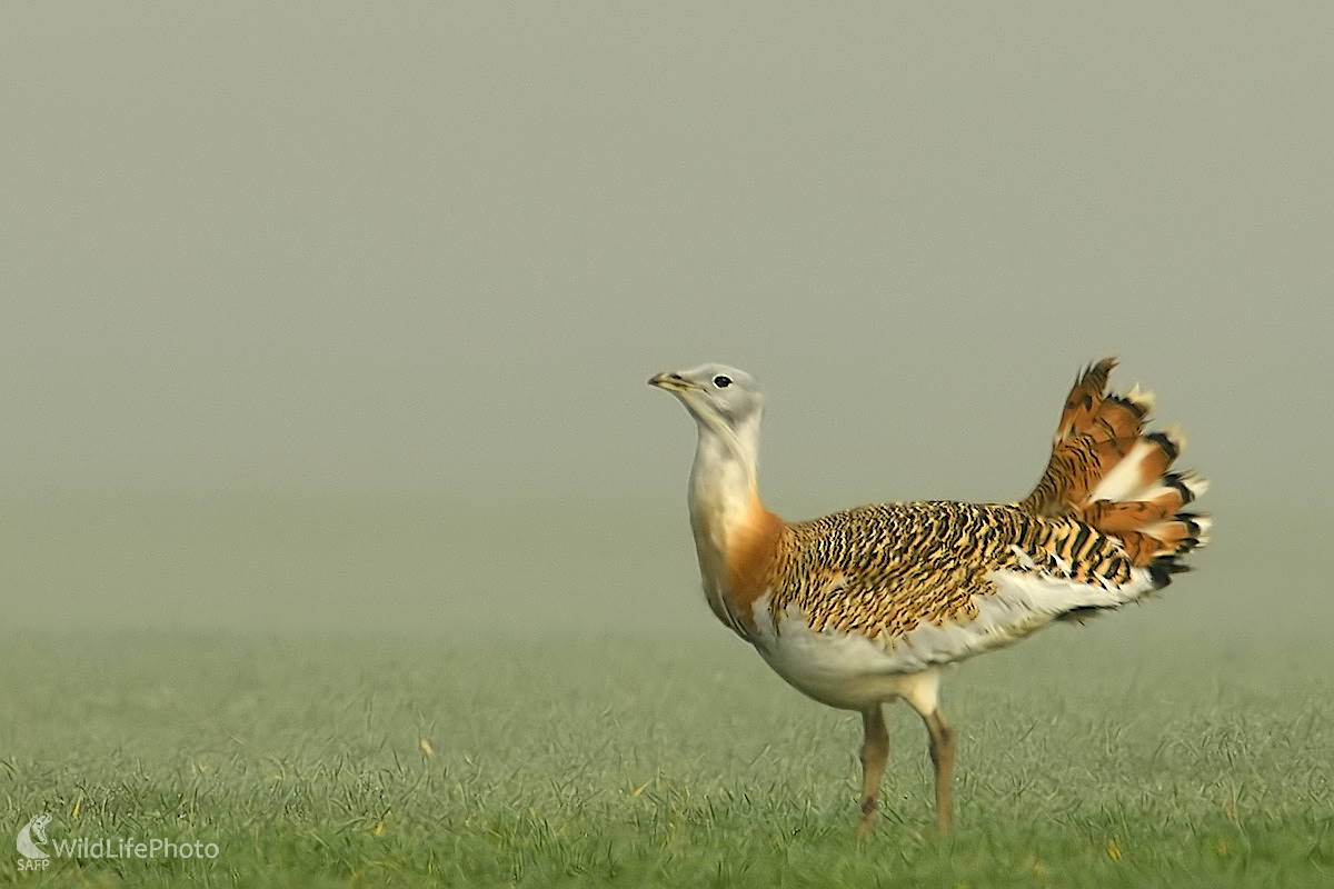 V rannej hmle (Vladimír Sabo)