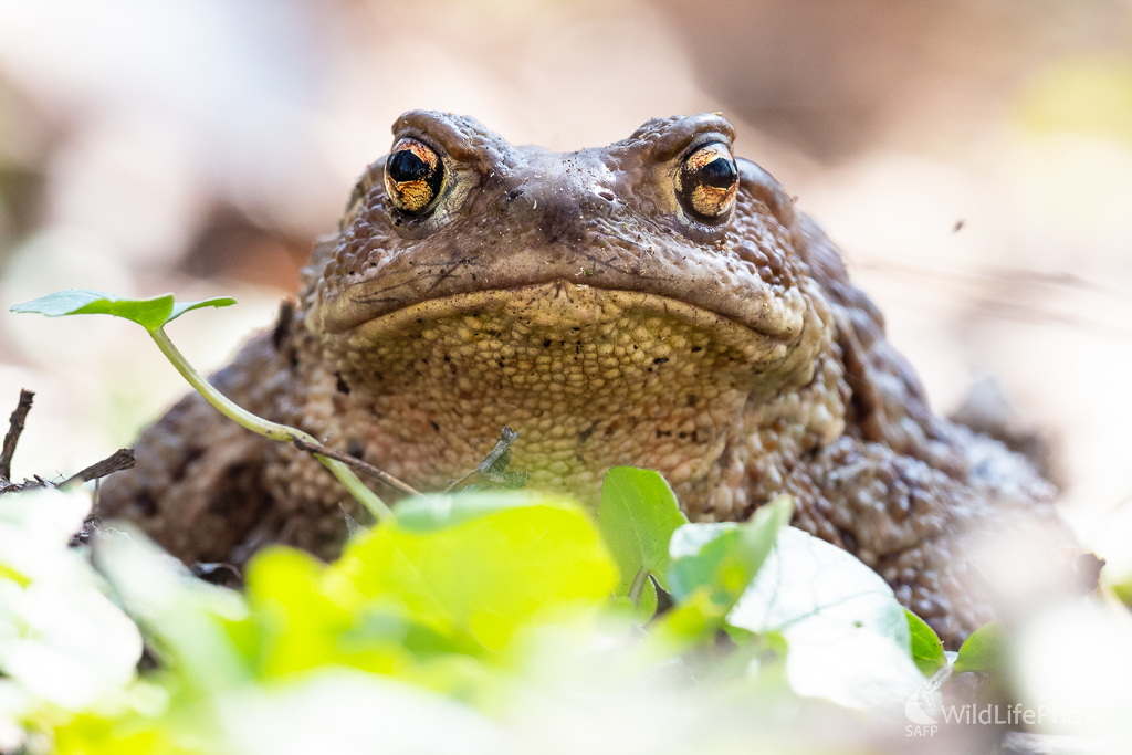 Ropucha bradavičnatá (Bufo bufo) (Jaroslav Praženka)