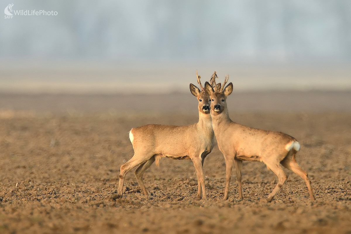 Súzvuk (Vladimír Sabo)