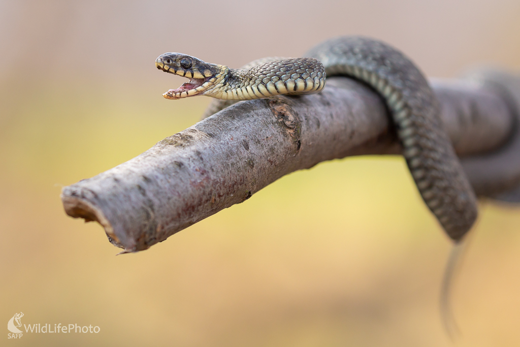 Užovka obojková (Natrix natrix) (Jaroslav Praženka)