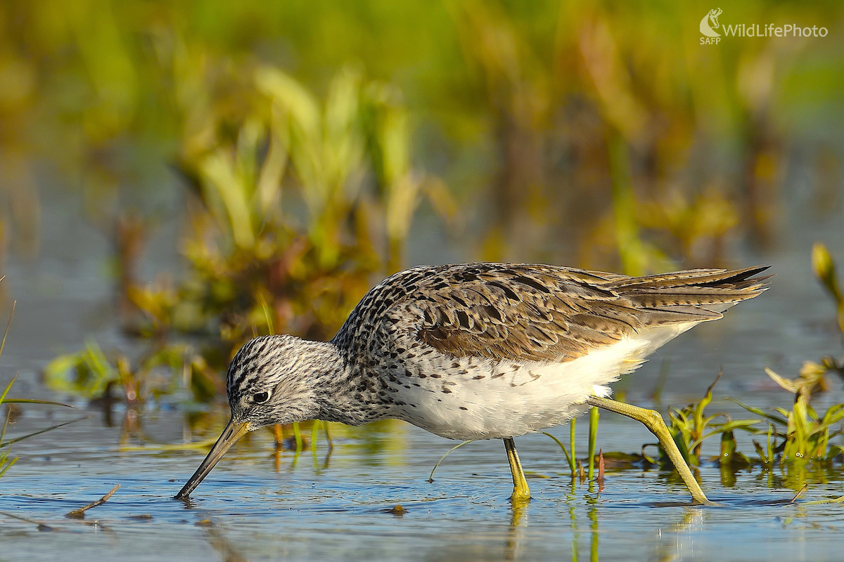 Za potravou... (Vladimír Sabo)