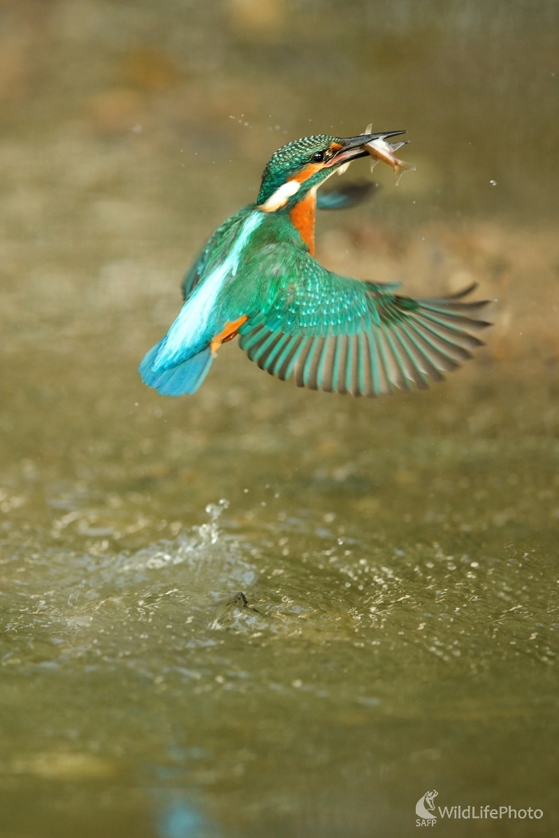 Úspešný lov (František Hromada)