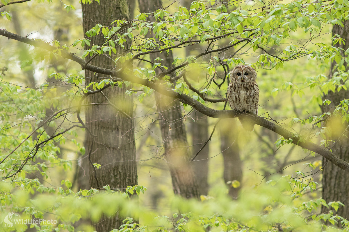 Lesný duch (Michal Lutonský)