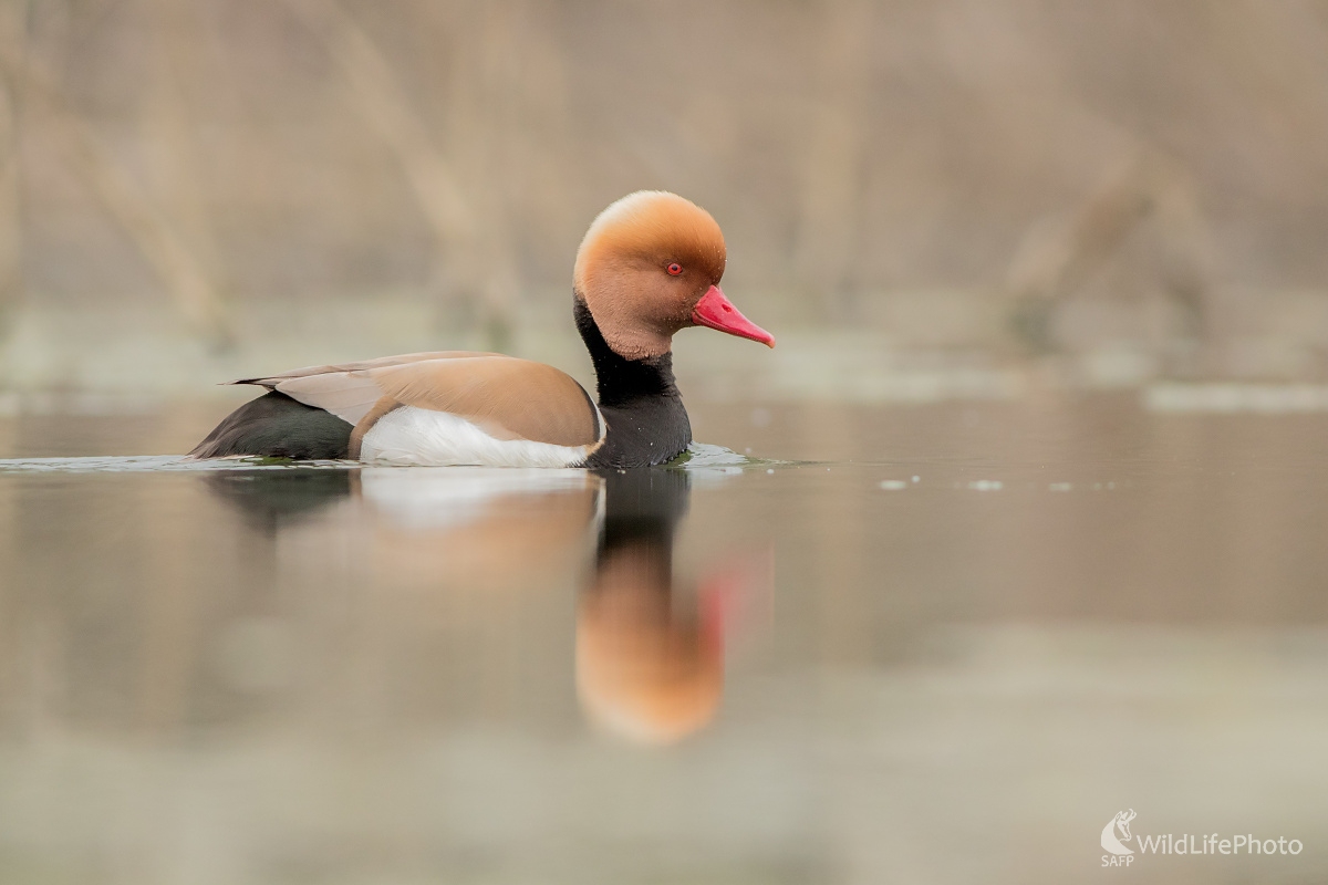 Hrdzavka potápavá (Michal Lutonský)