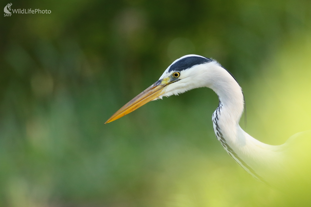 Volavka (Jaroslav Šubjak)