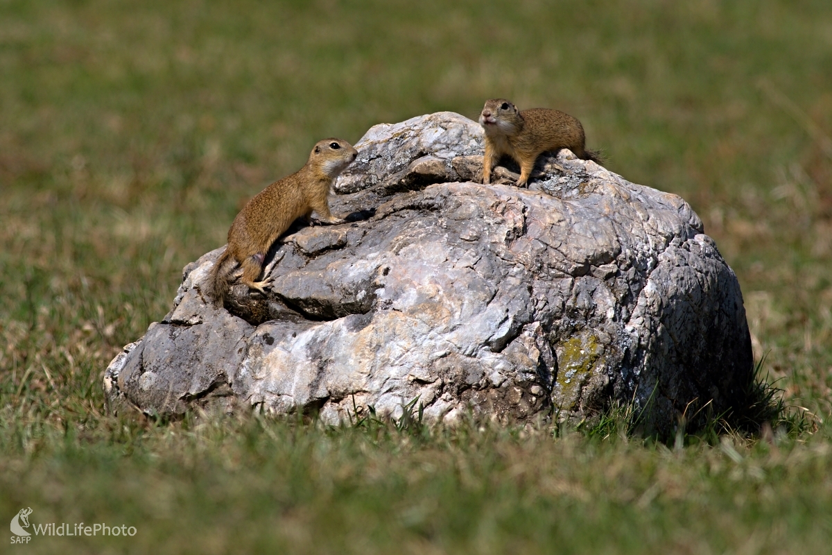 Skalolezci (Maroš Detko)