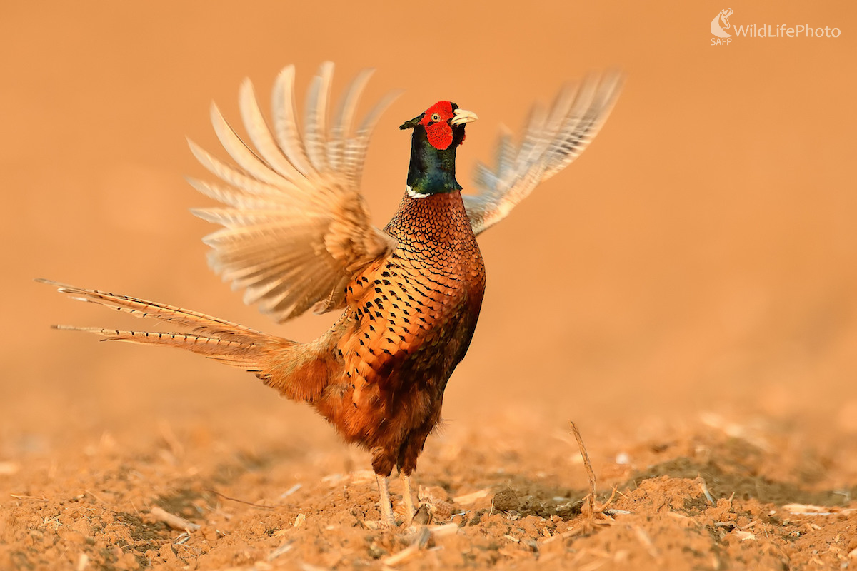 Dirigent (Vladimír Sabo)