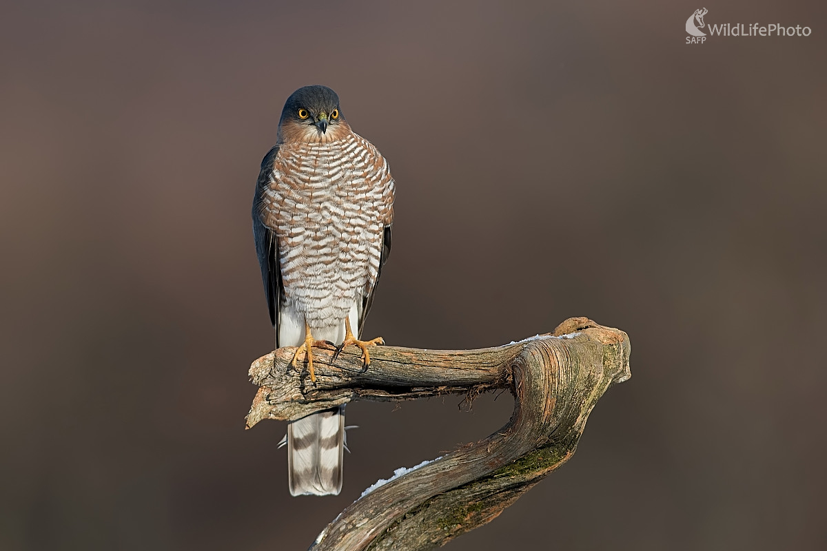 Krahulec (Ľubomír Ondráško)