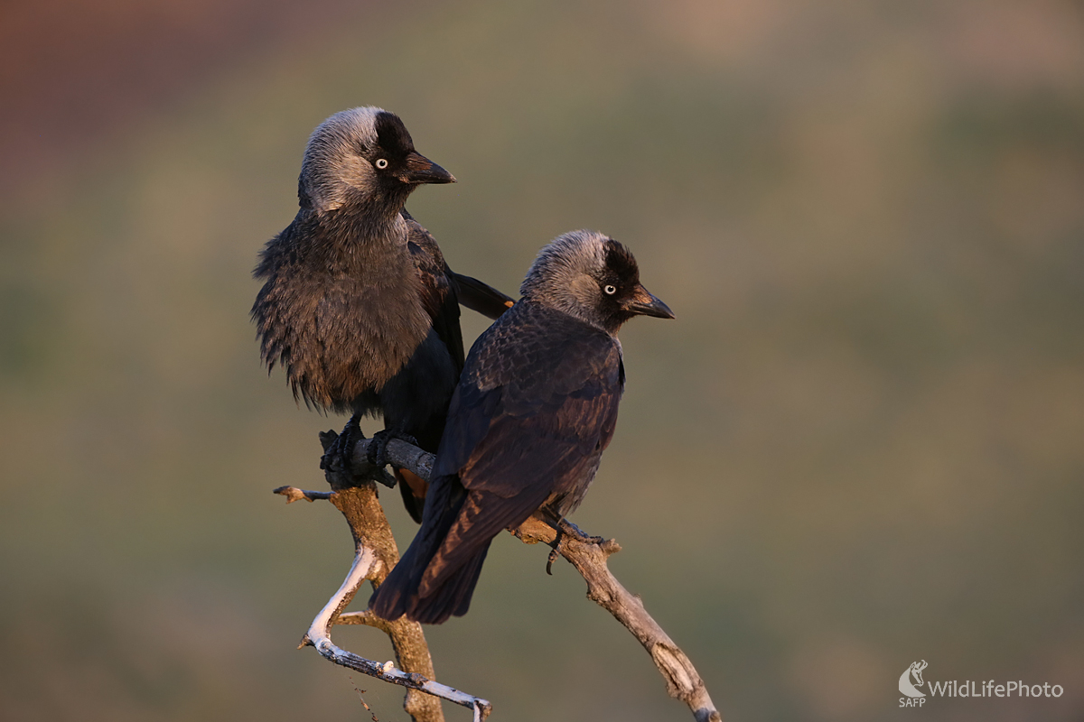 Kavka tmavá (Dominik Kalata)