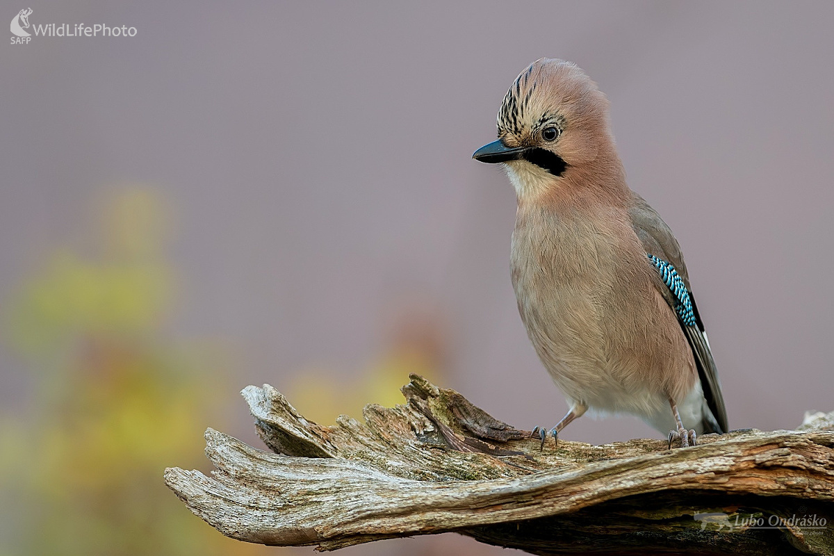 Parádnica (Ľubomír Ondráško)