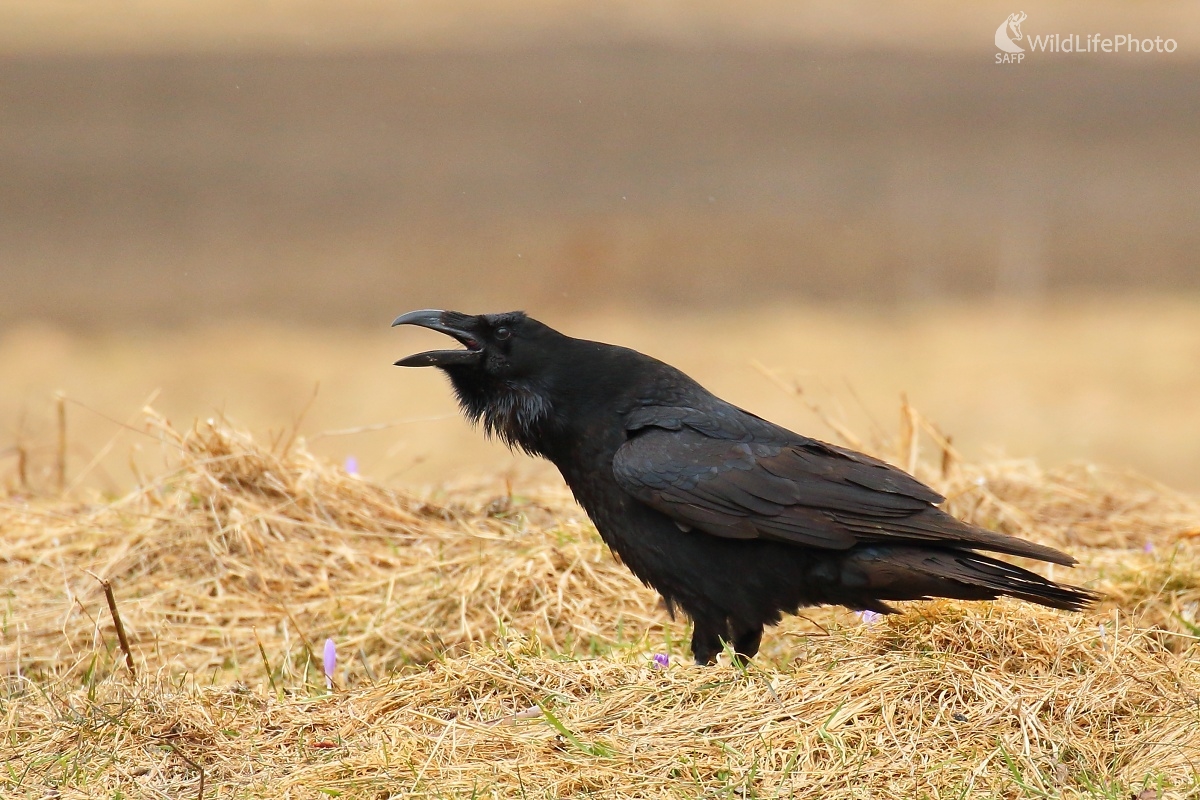 Volanie krkavca (Vladimír Michalec)