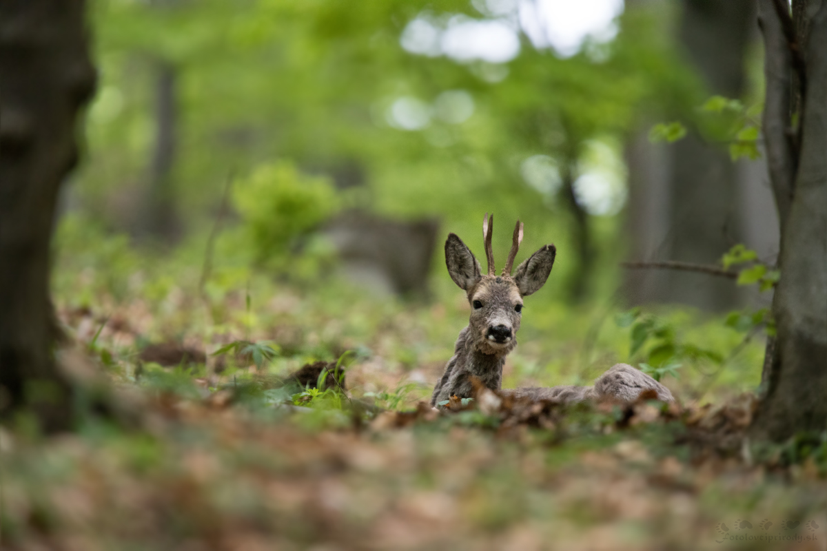 Lesná atmosféra (Erik Vondra)