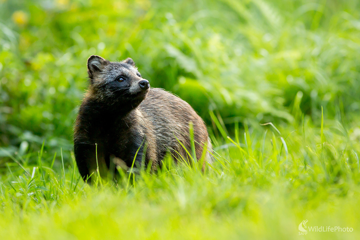 Psík medvedikovitý (Ladislav Dzivjak)