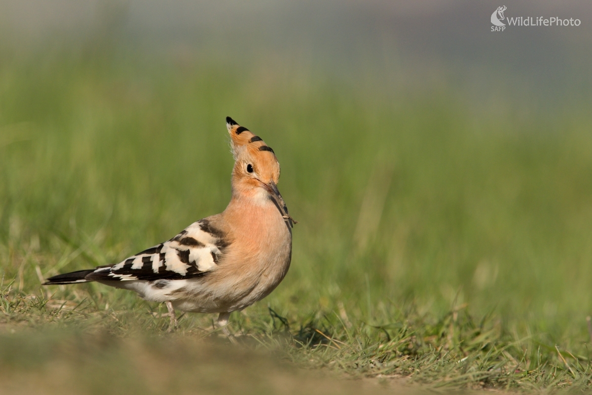 Na jarnej migrácii (František Hromada)