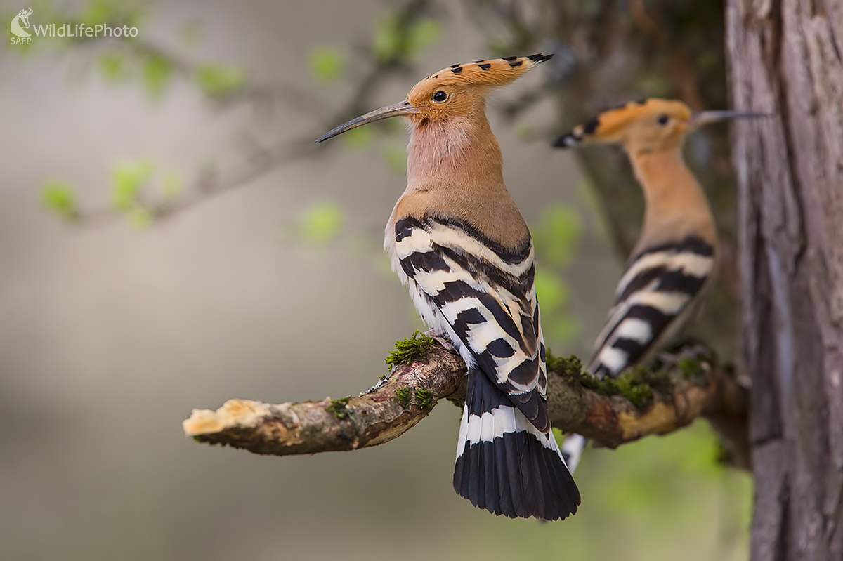 Dvorenie (Ivan Godál)