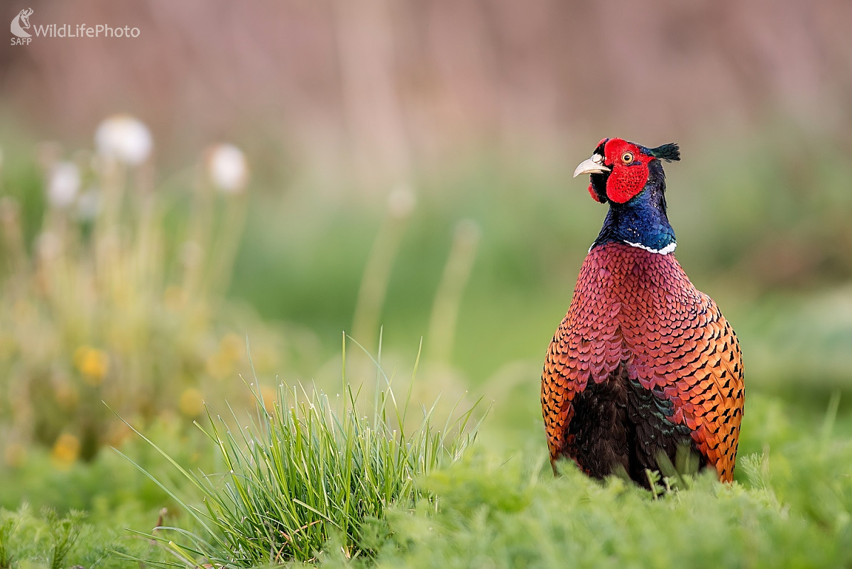 Kohút (Ľubomír Ondráško)