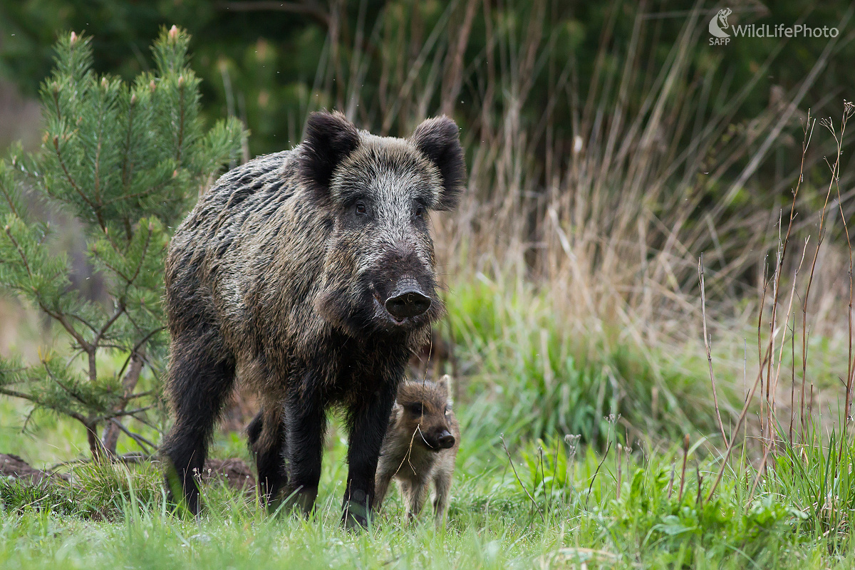 Diviačica (Ladislav Dzivjak)