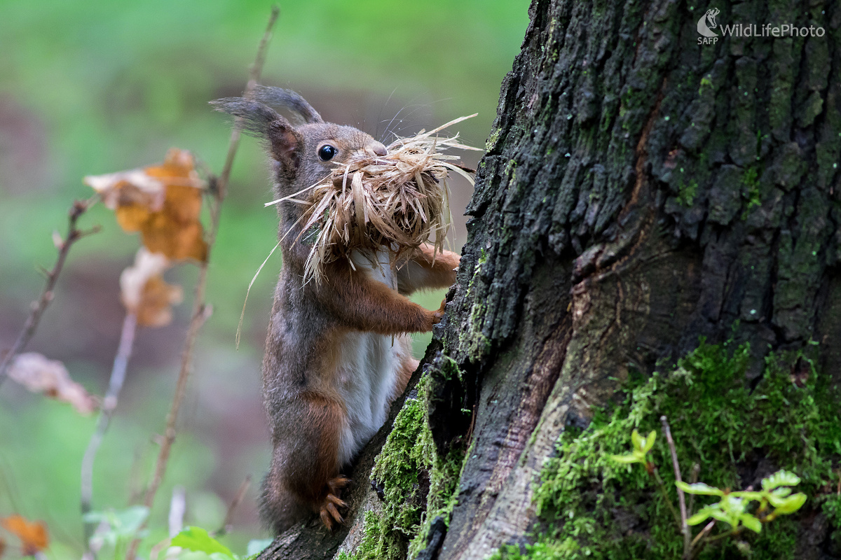 Ryšavý stavbár (Michal Lutonský)