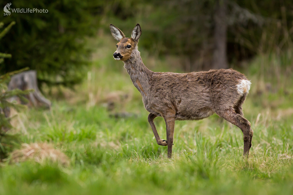 Prezliekanie (Ladislav Dzivjak)