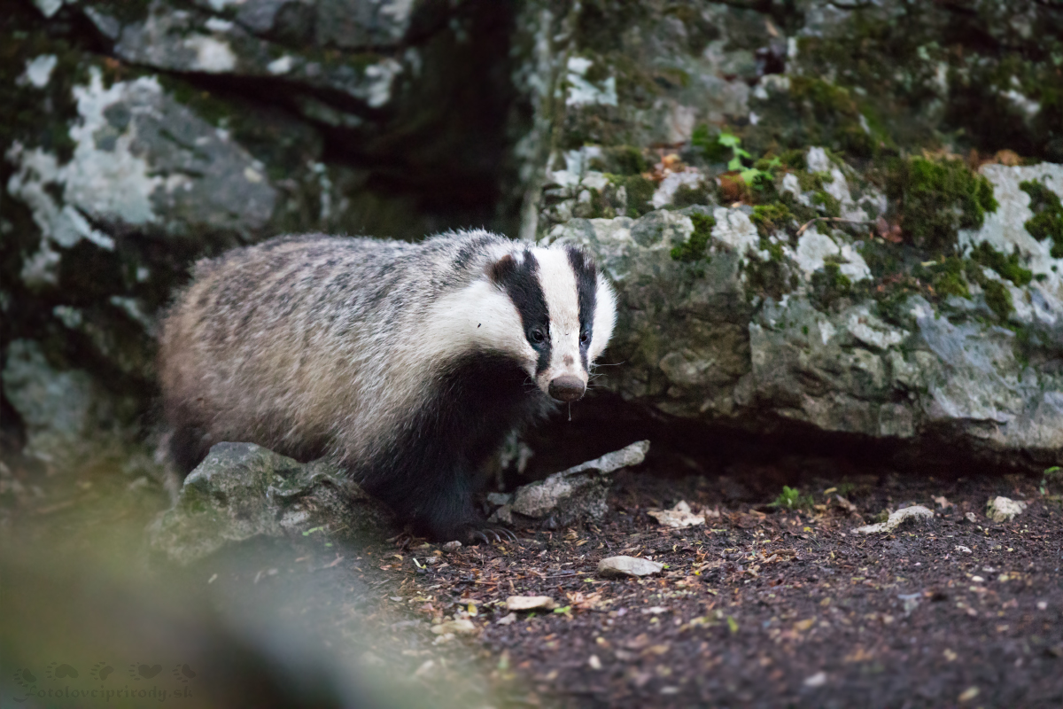 Pod skalou (Martin Vondra)