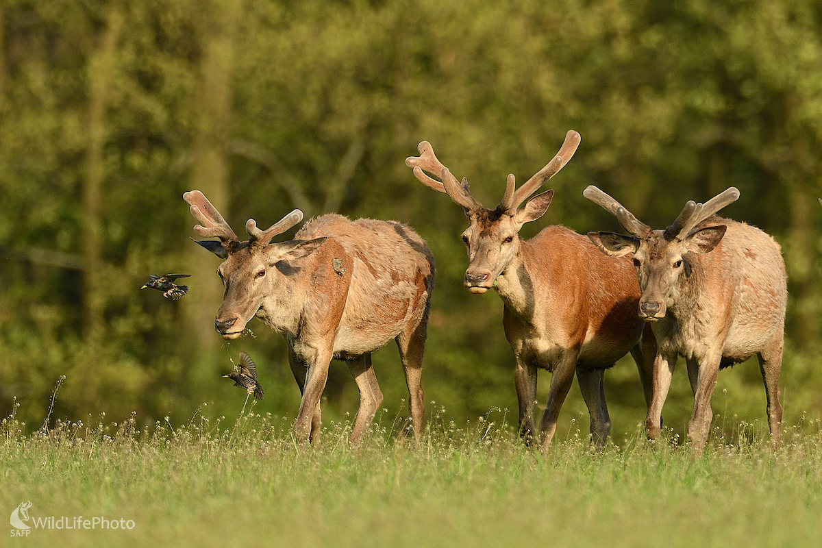 Traja mušketieri... (Vladimír Sabo)