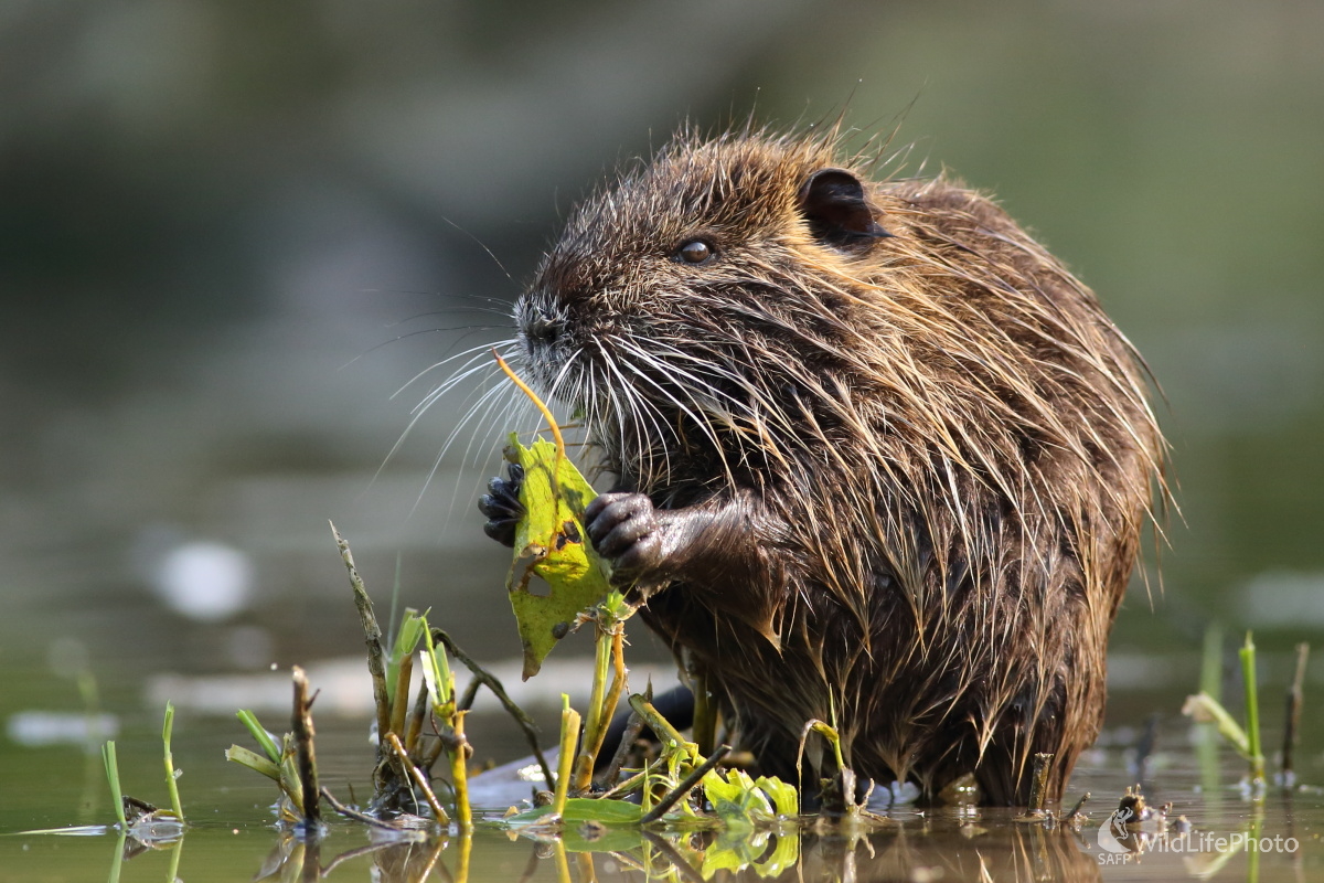 Chutné raňajky. (Jaroslav Šubjak)