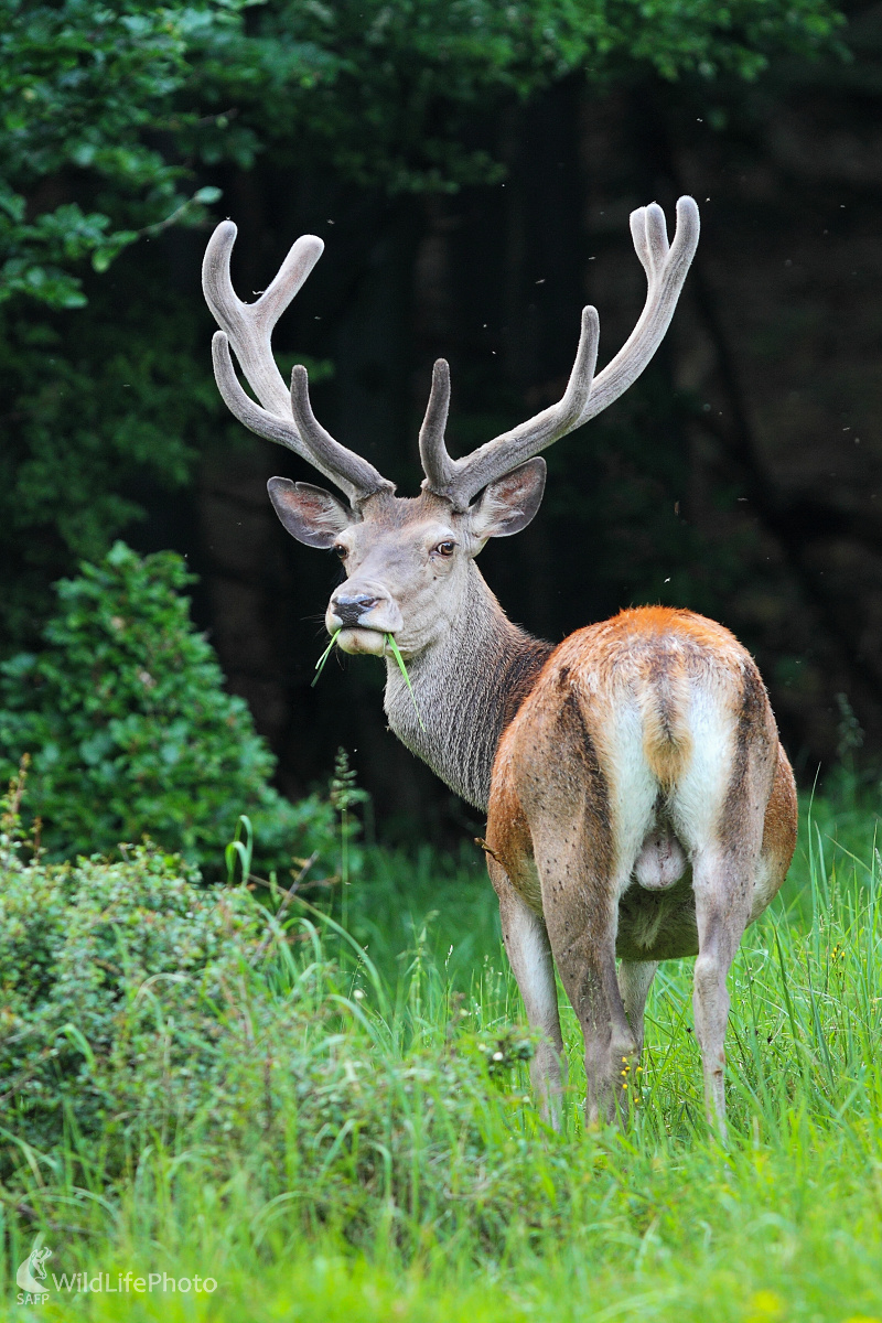 Trávička ... (Marián Jamrich)