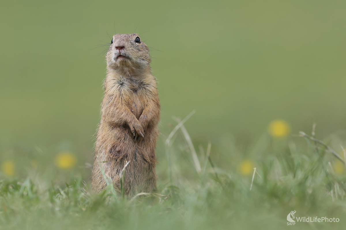 Syseľ pasienkový (Dominik Kalata)