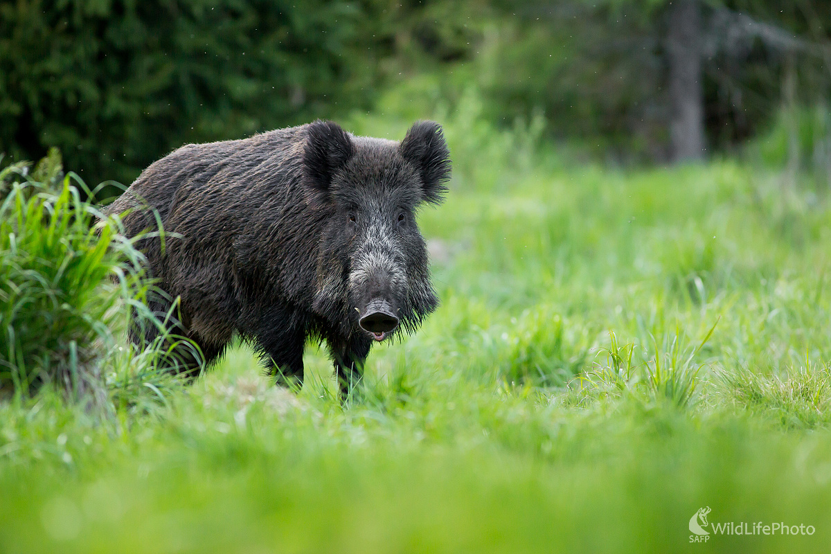 Kanec (Ladislav Dzivjak)