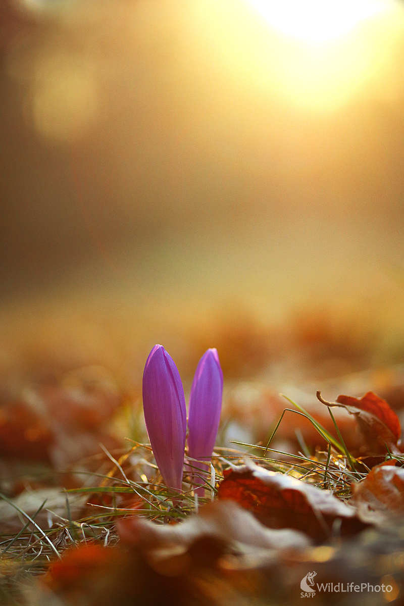 Šafrán (Ján Máček)