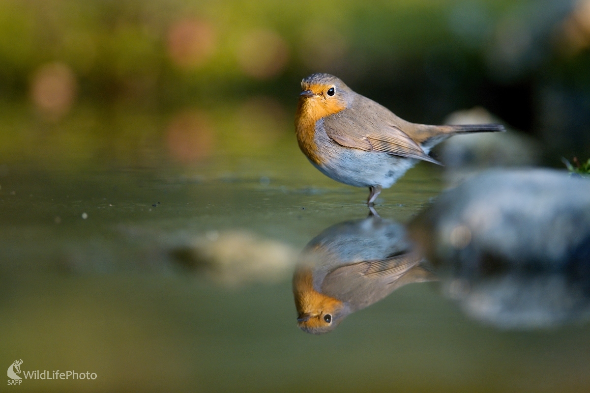 Zrkadlenie (František Hromada)