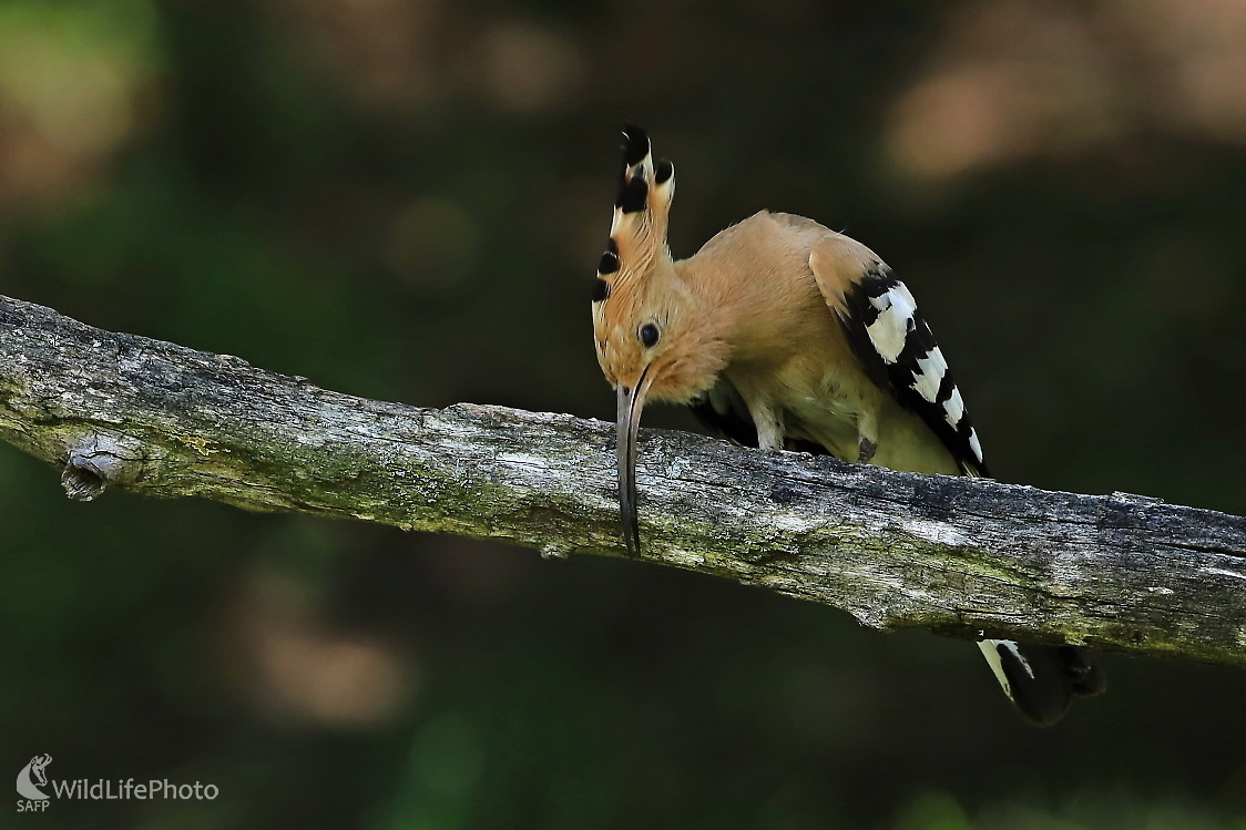 Čistenie zobáka (Maroš Detko)
