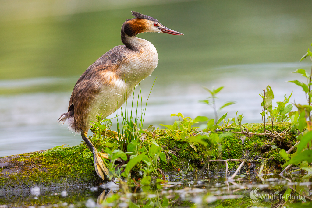 potápka chochlatá (Podiceps cristatus) (Jaroslav Praženka)