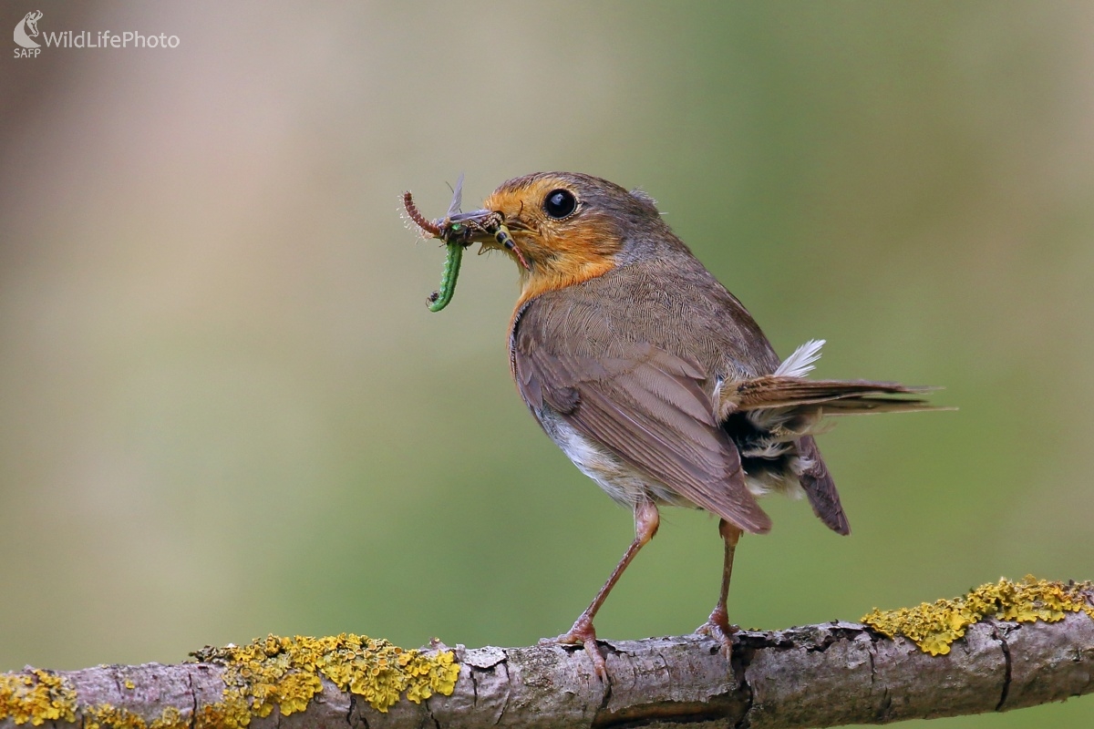 Pestré sústo pre mláďatá (Vladimír Michalec)