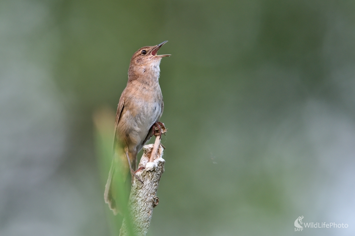 Spevák z tŕstia (František Hromada)