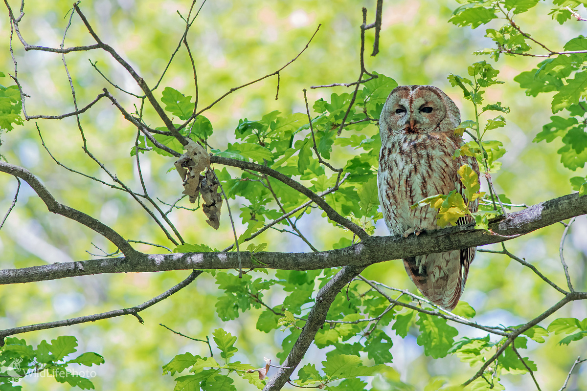 Sova obyčajná (Michal Lutonský)