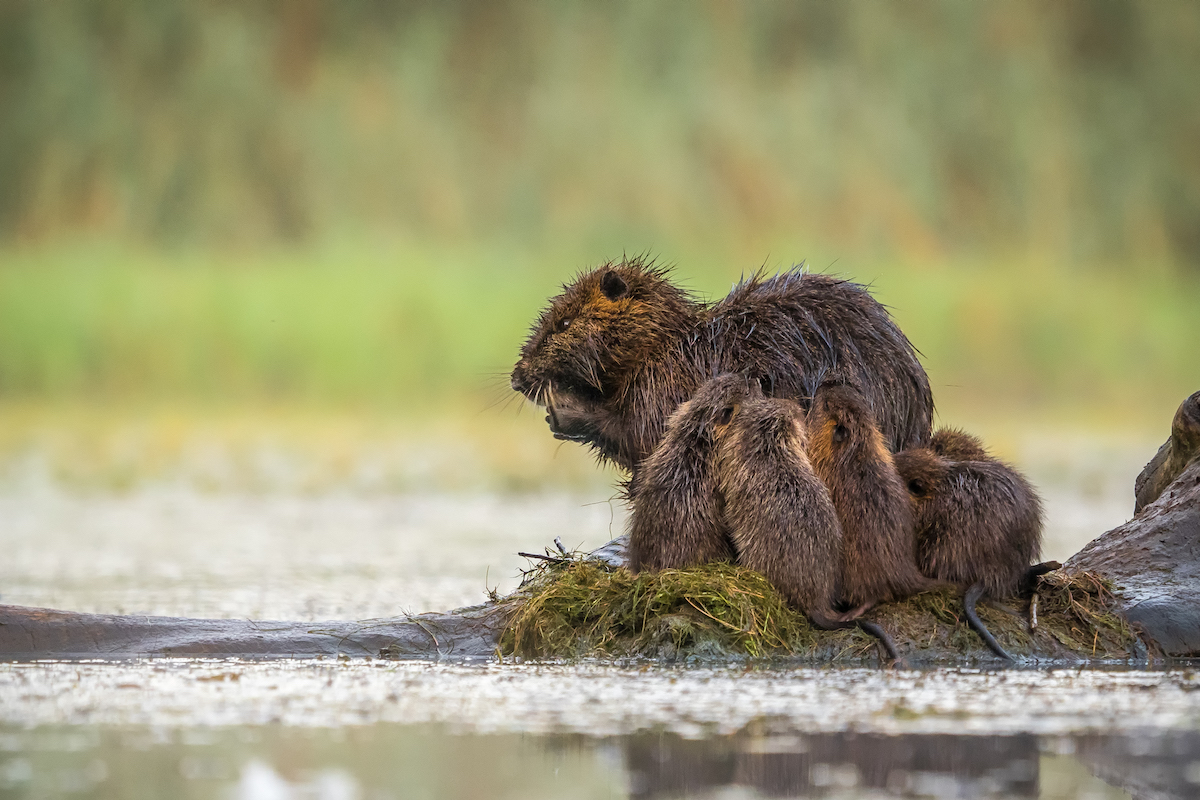 Raňajky (Edmund Lelkes)
